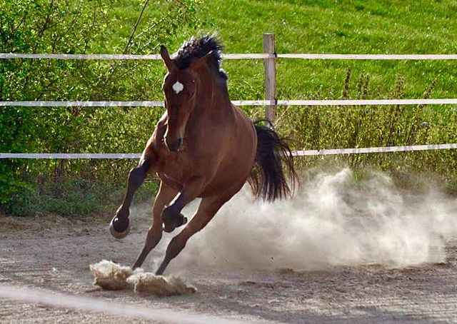 Ascari von Freudenfest x Lauries Crusador xx - Foto: Christians - Trakehner Gestt Hmelschenburg