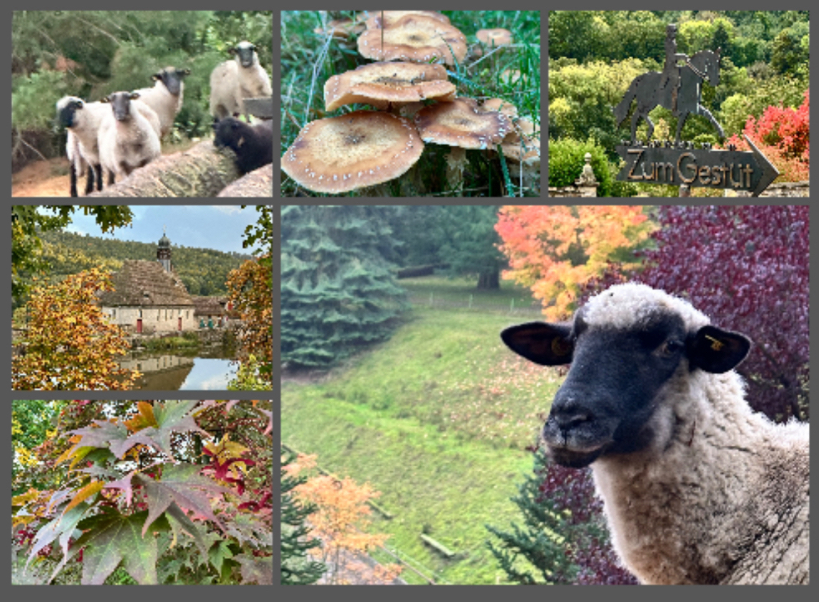 Oktober 2025 in H�melschenburg - Foto: Beate Langels - Trakehner Gest�t H�melschenburg