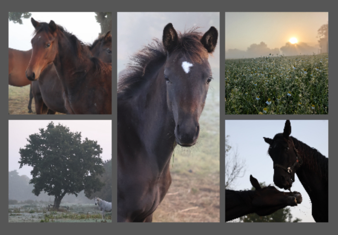Oktober 2025 in H�melschenburg - Fotoa: Sabine Beyer - Trakehner Gest�t H�melschenburg