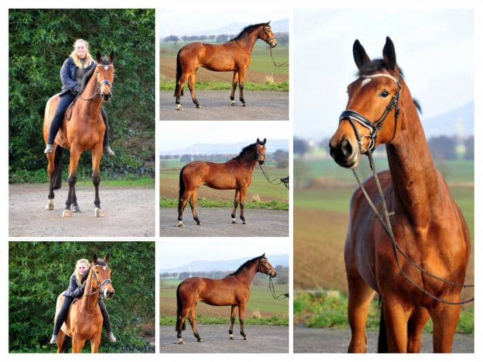 Kalena v. Honor du Soir u.d. Elitestute Karena v. Freudenfest - 11. Januar 2020 in Hmelschenburg - Trakehner Gestt Hmelschenburg - Beate Langels