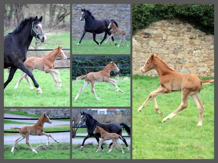 Trakehner Filly by His Moment out of Pr.a.StPrSt. Tacyra by Saint Cyr - Foto: Beate Langels - Trakehner Gestt Hmelschenburg