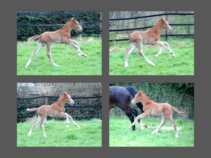 Trakehner Filly by His Moment out of Pr.a.StPrSt. Tacyra by Saint Cyr - Foto: Beate Langels - Trakehner Gestt Hmelschenburg