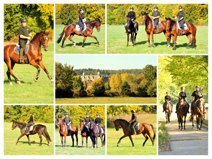 Ausritt im Oktober - Trakehner Gestt Hmelschenburg - Beate Langels