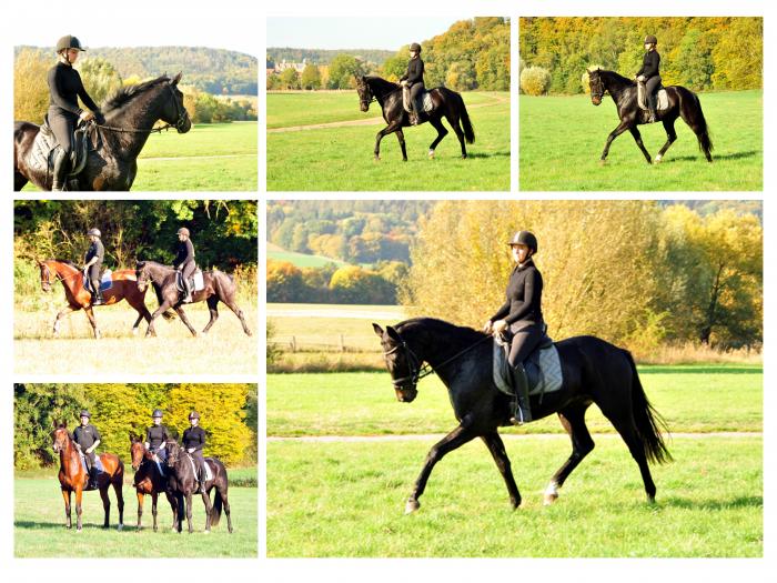 Ausritt im Oktober - Trakehner Gestt Hmelschenburg - Beate Langels