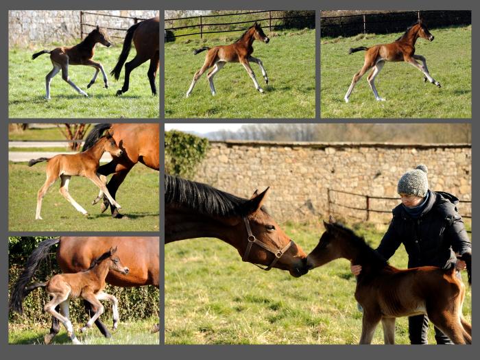 2 Tage alt: Stutfohlen von Schplitzer u.d. Schwalbe's Beauty v. High Motion - Trakehner Gestt Hmelschenburg - 
Foto: Beate Langels