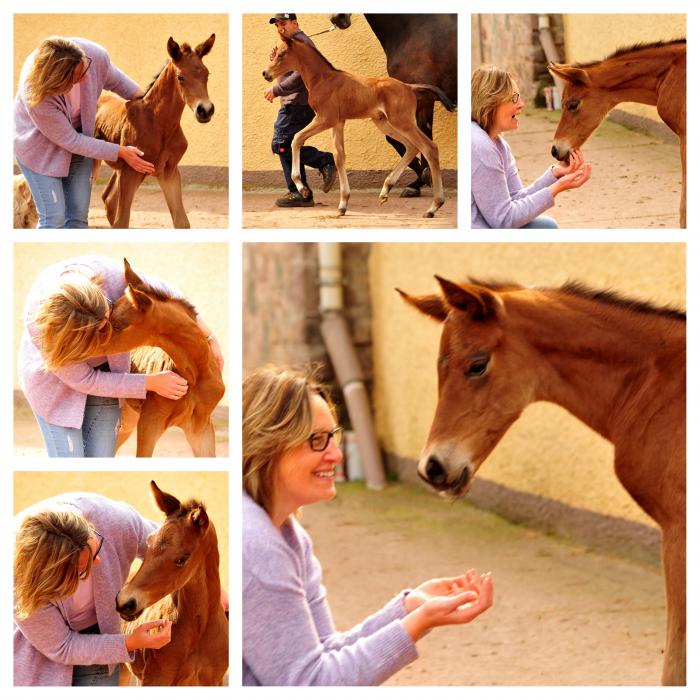 Trakehner Stutfohlen Schwalbe's Beauty von High Motion x Imperio - Beate Langels Gestt Hmelschenburg