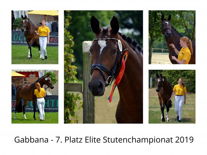 Gabbana v. High Moiton - LVM Elite-Stutenchampionat Lienen 12.07.2019 - Foto: Pia Elger