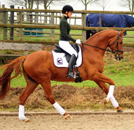 February 2019 - Impressions - Trakehner Gestt Hmelschenburg 2019 - Foto: Beate Langels