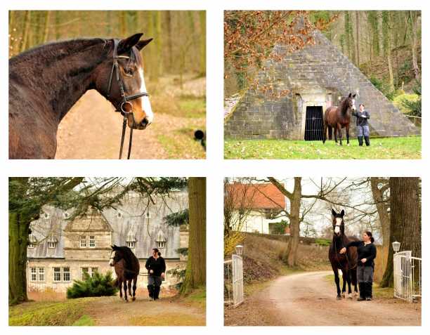 Unser Prmien- u. Staatsprmienstute TAVOLARA wird 20 Jahre - Trakehner Gestt Hmelschenburg - Foto: Beate Langels