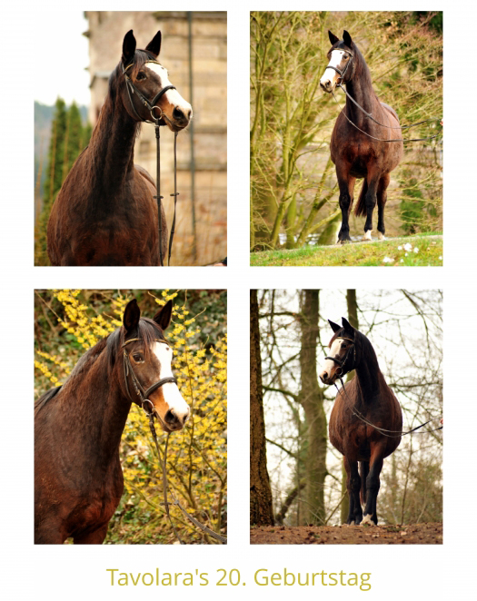 Unser Prmien- u. Staatsprmienstute TAVOLARA wird 20 Jahre - Trakehner Gestt Hmelschenburg - Foto: Beate Langels