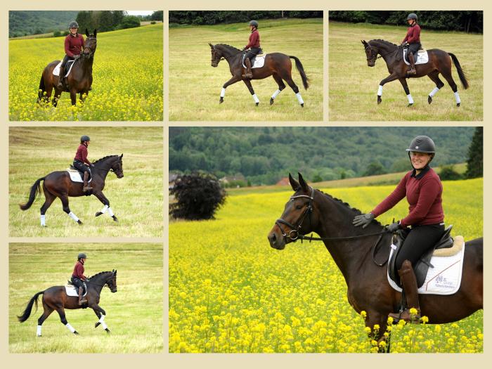 Pr.St. Valentiana v. His Moment u.d. Valentine v High Motion - Beate Langels - Trakehner Gestt Hmelschenburg
