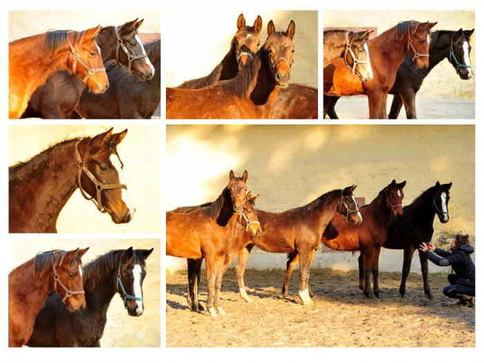 Trakehner Gestt Hmelschenburg 14. Januar 2018 - Foto: Beate Langels