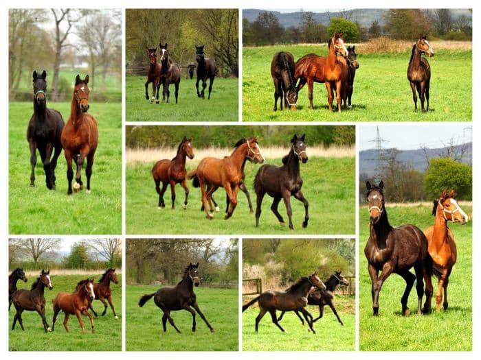 Jhrlingshengste von Saint Cyr von High Motion Mitte April 2020 in Hmelschenburg - Trakehner Gestt Hmelschenburg - Beate Langels