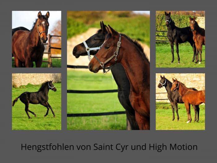 Hengstfohlen von Saint Cyr u.d. Pr.St. Under the moon v. Easy Game und High Motion x Caprimond - Foto: Beate Langels