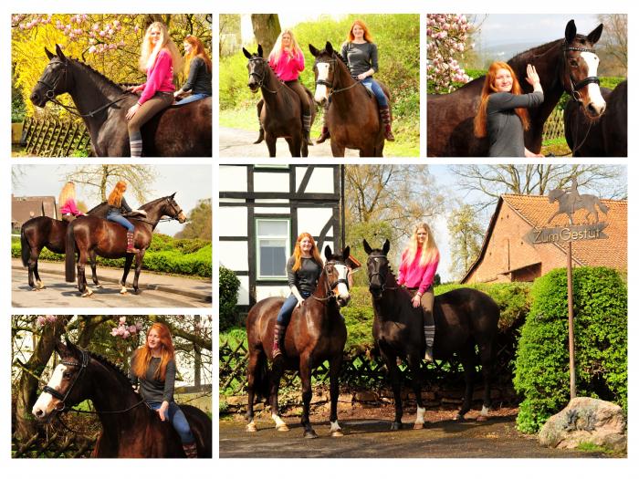 Trakehner Prmienstuten Vittoria und Tavolara- Beate Langels Gestt Hmelschenburg