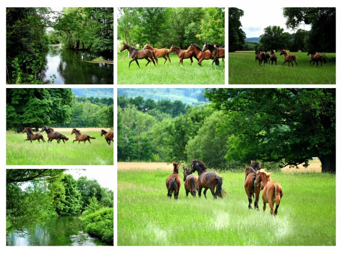  - Foto: Beate Langels - Trakehner Gestt Hmelschenburg