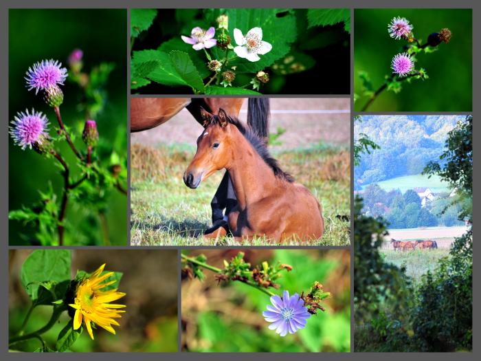 Impressionen - September 2024 - Trakehner Gestt Hmelschenburg  - Foto: Beate Langels