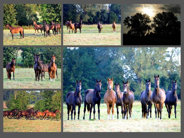 Auf der Stutenkoppel in Hmelschenburg am 15. September 2024 - Fotos Beate Langels - Trakehner Gestt Hmelschenburg