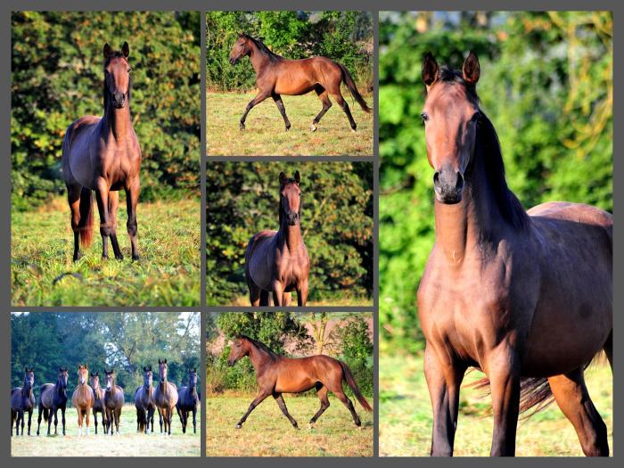 Trakehner Stutfohlen Gabbalina v. Zauberdeyk x High Motion - Gestt Hmelschenburg - Beate Langels