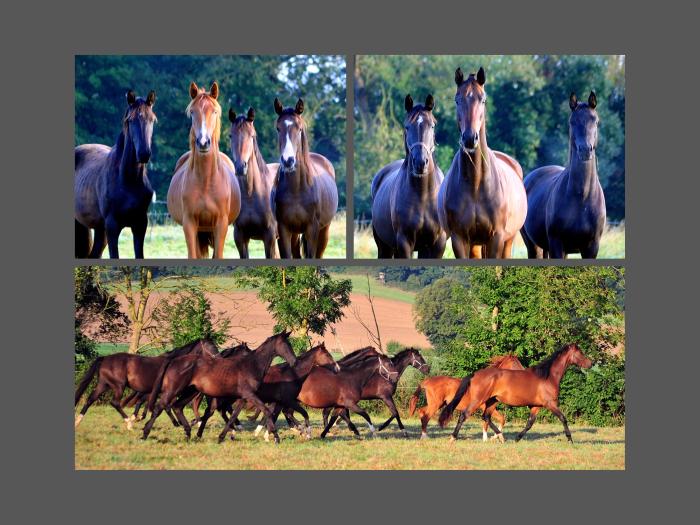 Auf der Stutenkoppel in Hmelschenburg am 15. September 2024 - Fotos Beate Langels - Trakehner Gestt Hmelschenburg