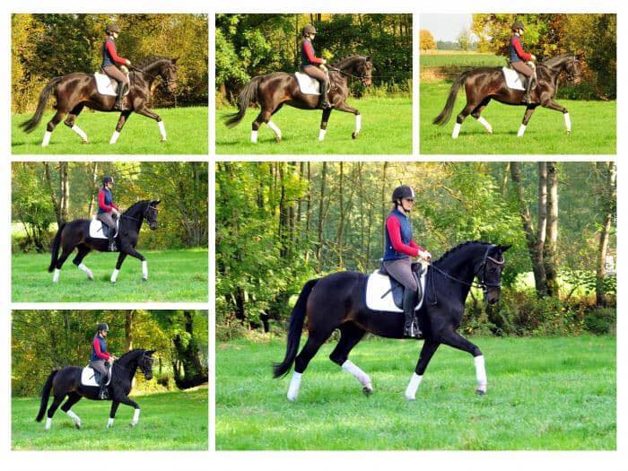 Schwalbenzauber von De Niro x Totilas - Foto: Beate Langels - 
Trakehner Gestt Hmelschenburg