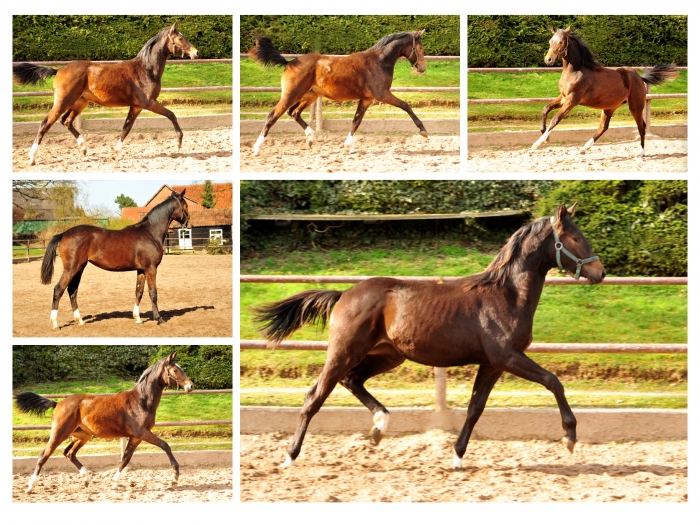 Jhrlingsstuten von Saint Cyr und High Motion - 16. Mrz 2017 - Trakehner Gestt Hmelschenburg - Foto: Beate Langels