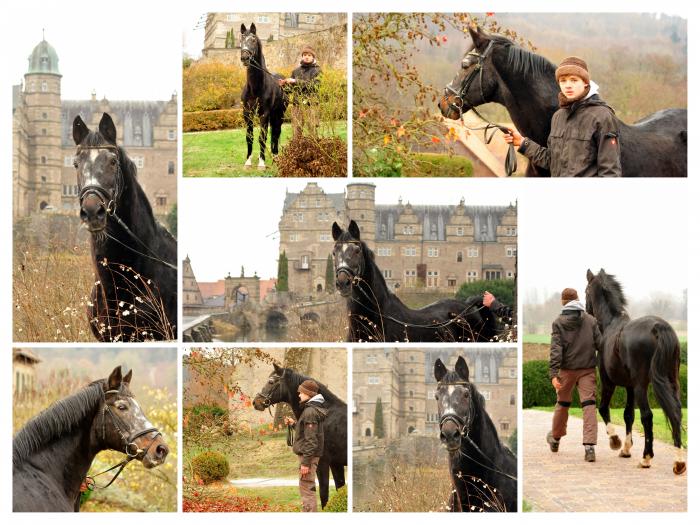 Trakehner Hengst Exclusiv 27jhrig - Trakehner Gestt Hmelschenburg - Beate Langels