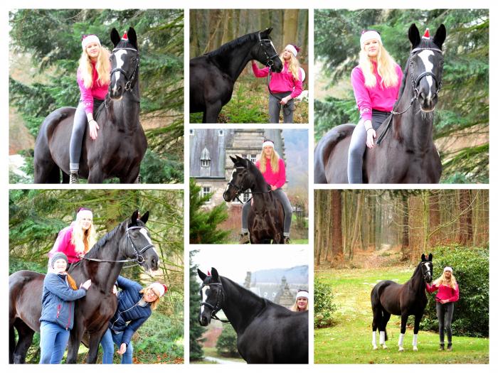 Trakehner Elitestute Greta Garbo v. Alter Fritz x Kostolany - Trakehner Gestt Hmelschenburg - Beate Langels