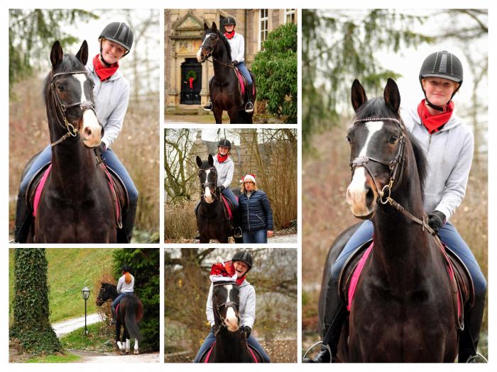 Trakehner Hengst Exclusiv 27jhrig - Trakehner Gestt Hmelschenburg - Beate Langels