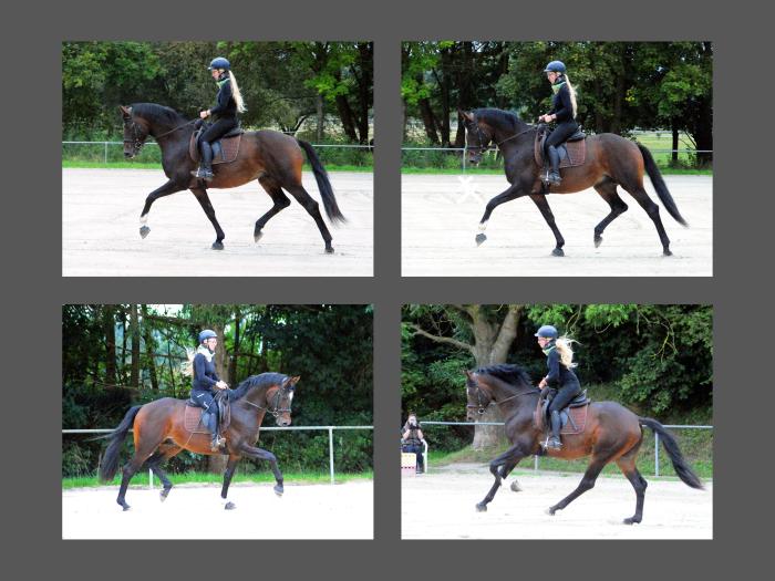 Gentle Motion - Trakehner von High Motion u.d. Elitestute Greta Garbo auf der Sommerweide  
 Foto: Beate Langels