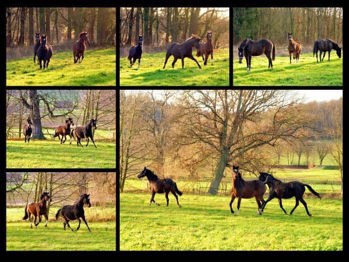 Die jungen Stuten in den Emmerauen bei Hmelschenburg - Trakehner Gestt Hmelschenburg - Beate Langels