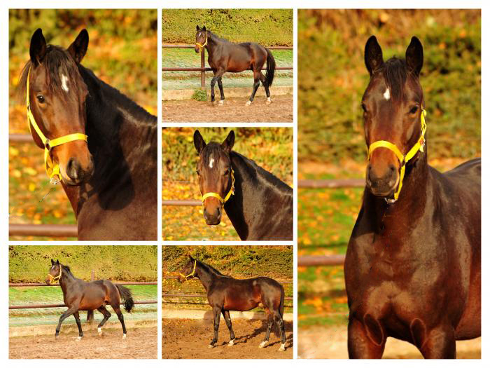 2,5jhriger Trakehner von Oliver Twist u.d. Thirica v. Enrico Caruso - Trakehner Gestt Hmelschenburg - Beate Langels