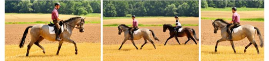Die Hmelschenburger Pferde im Juli 2017 - Trakehner Gestt Hmelschenburg - Foto: Beate Langels