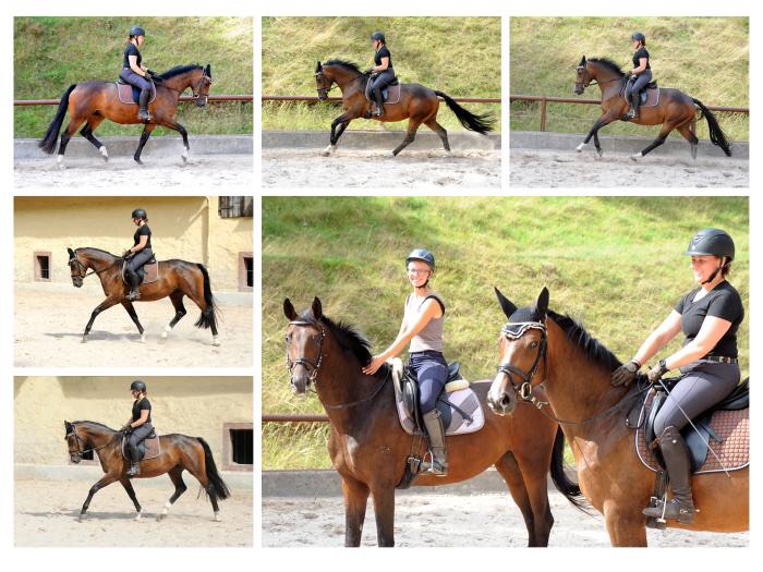 19.08.2022 - leicht angeritten: Taluna v. Alter Fritz u.d. Pr.u.StPrSt. Tacyra v. Saint Cyr - Trakehner Gestt Hmelschenburg - 
Foto: Beate Langels