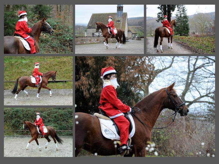 Weihnachten in Hmelschenburg 2021  - Foto: Beate Langels - Trakehner Gestt Hmelschenburg