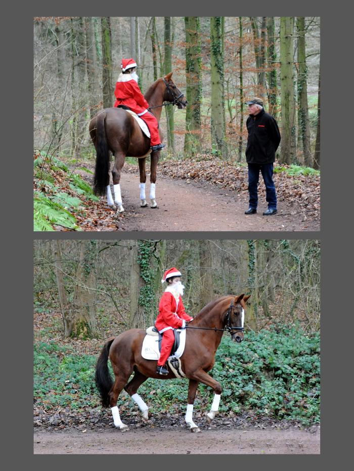 Weihnachten in Hmelschenburg 2021  - Foto: Beate Langels - Trakehner Gestt Hmelschenburg