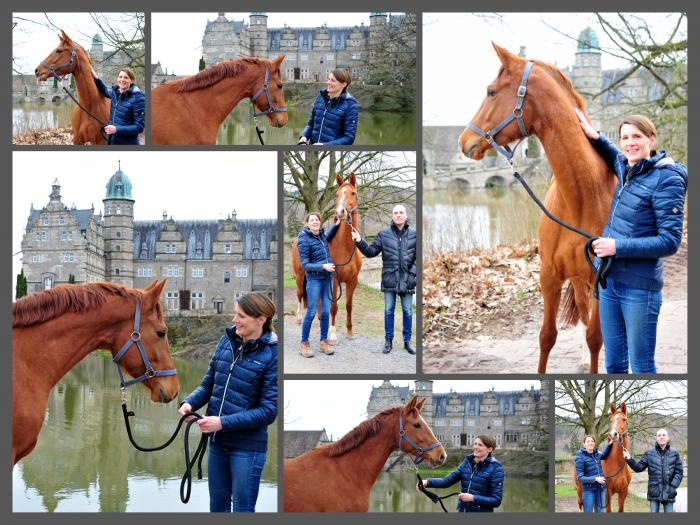 Glory Fire v. Alter Fritz - 20. Mrz 2021 - Foto: Beate Langels - 
Trakehner Gestt Hmelschenburg