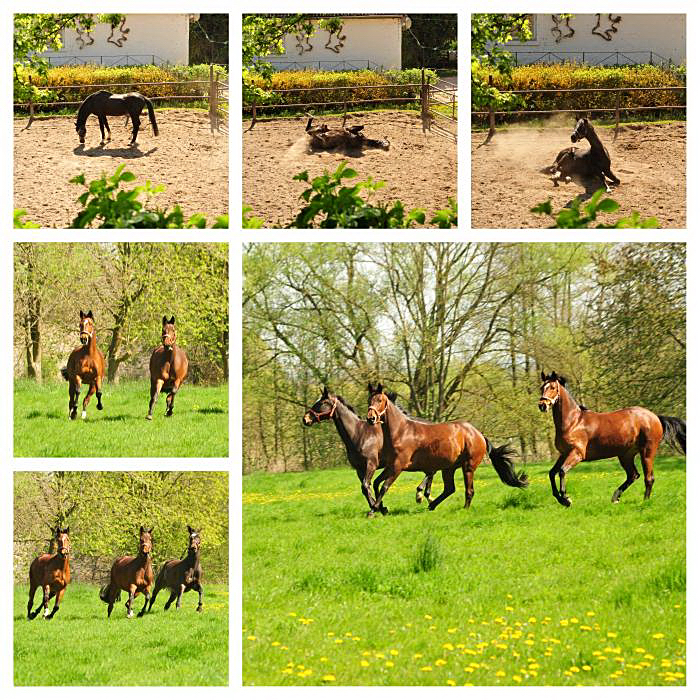 Exclusiv, Kabriola, Kaiserherz und Valenta - Trakehner Gestt Hmelschenburg - Foto: Beate Langels - 
Trakehner Gestt Hmelschenburg