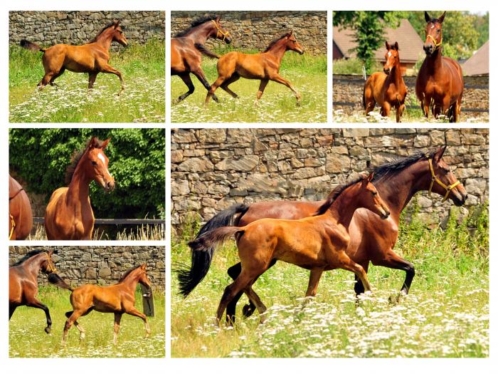 Schwalbenlicht und ihre Tochter Schwalbe's Highlight von High Motion 
 Trakehner Gestt Hmelschenburg - Foto: Beate Langels