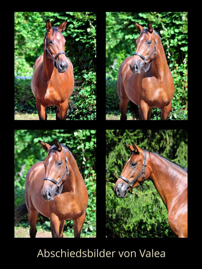 Morgens frh an der Emmer bei den Trakehnern - Foto: Sabine Beyer - Trakehner Gestt Hmelschenburg
