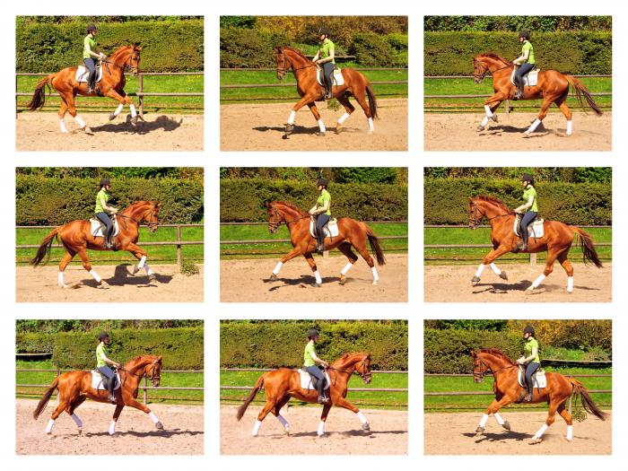 Zauberdeyk v. Van Deyk - Trakehner Gestt Hmelschenburg - Foto: Beate Langels - 
Trakehner Gestt Hmelschenburg