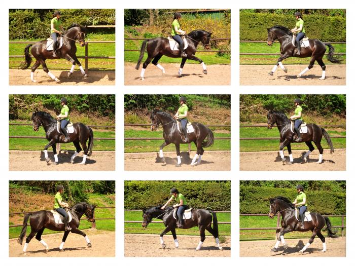 Saint Cyr von Kostolany - Trakehner Gestt Hmelschenburg - Foto: Beate Langels - 
Trakehner Gestt Hmelschenburg