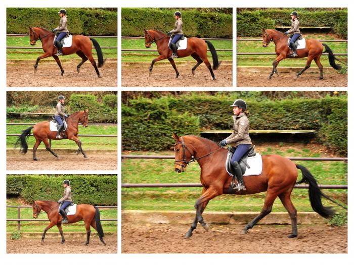  - Trakehner Gestt Hmelschenburg - Beate Langels