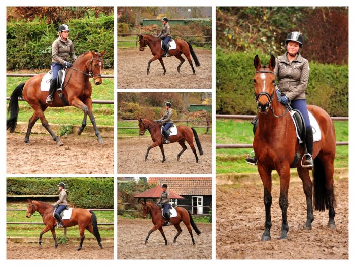  - Trakehner Gestt Hmelschenburg - Beate Langels