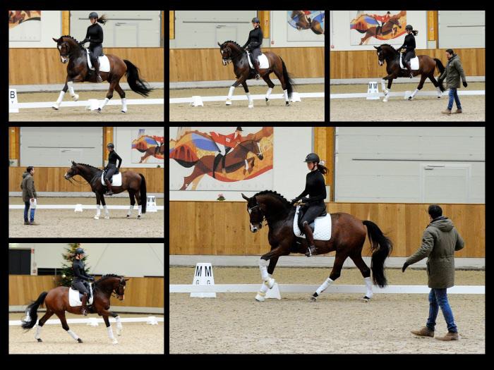 19. November 2021 in Hmelschenburg  - Foto: Beate Langels - Trakehner Gestt Hmelschenburg