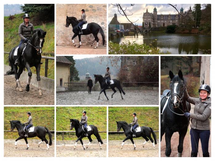  - Trakehner Gestt Hmelschenburg - Beate Langels