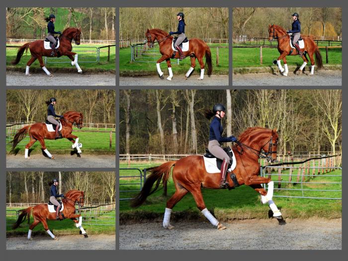 Zauberdeyk und Karo Mller beim Training - Fotos: Beate Langels - 
Trakehner Gestt Hmelschenburg