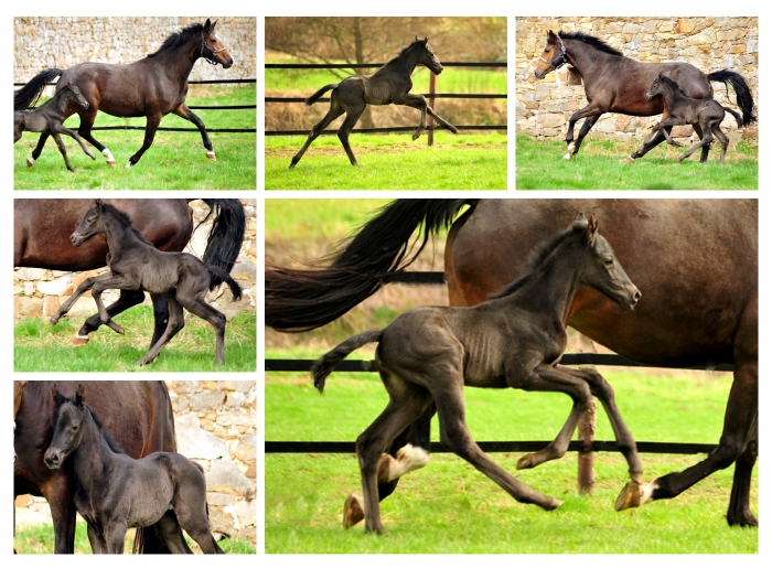 Tacyra und ihre 2 Tage alte Tochter von Schwarzgold Trakehner Gestt Hmelschenburg - Foto: Beate Langels