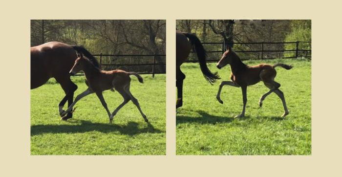 Bay Filly of Idealerweise out of Giulietta by Saint Cyr - Red Patrick xx