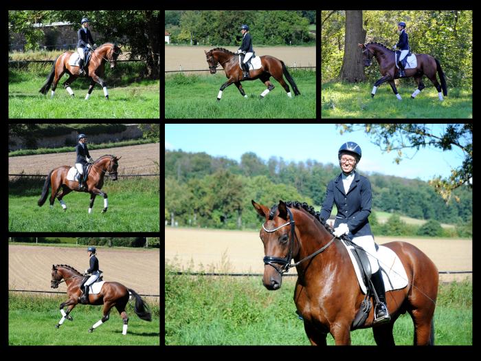 Saltazio - Trakehner Hengst von High Motion x Imperio - Foto Beate Langels